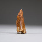 Genuine Carcharodontosaurus Tooth in Display Box (11 grams)
