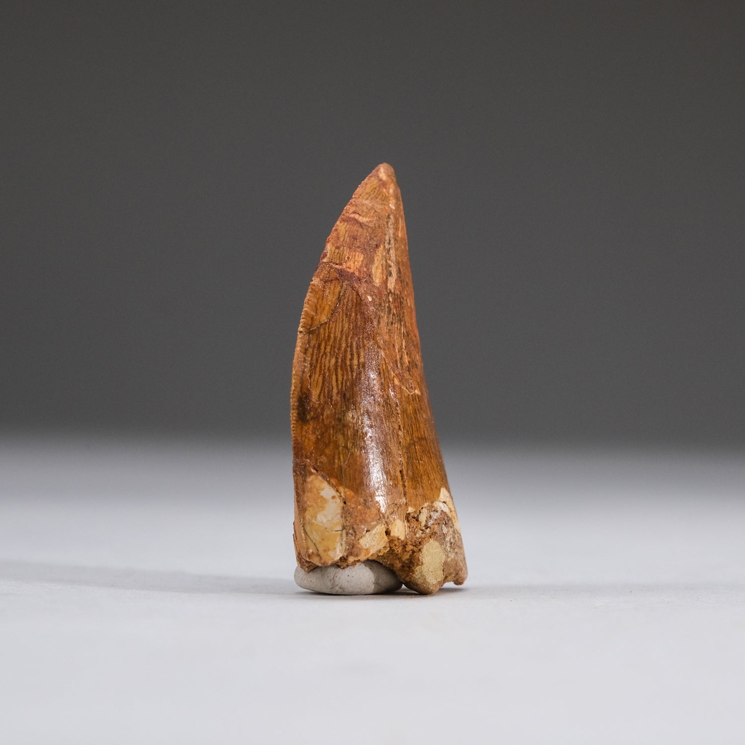 Genuine Carcharodontosaurus Tooth in Display Box (11 grams)
