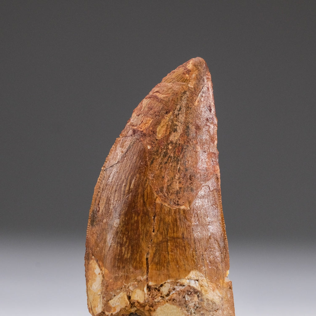 Genuine Carcharodontosaurus Tooth in Display Box (11 grams)