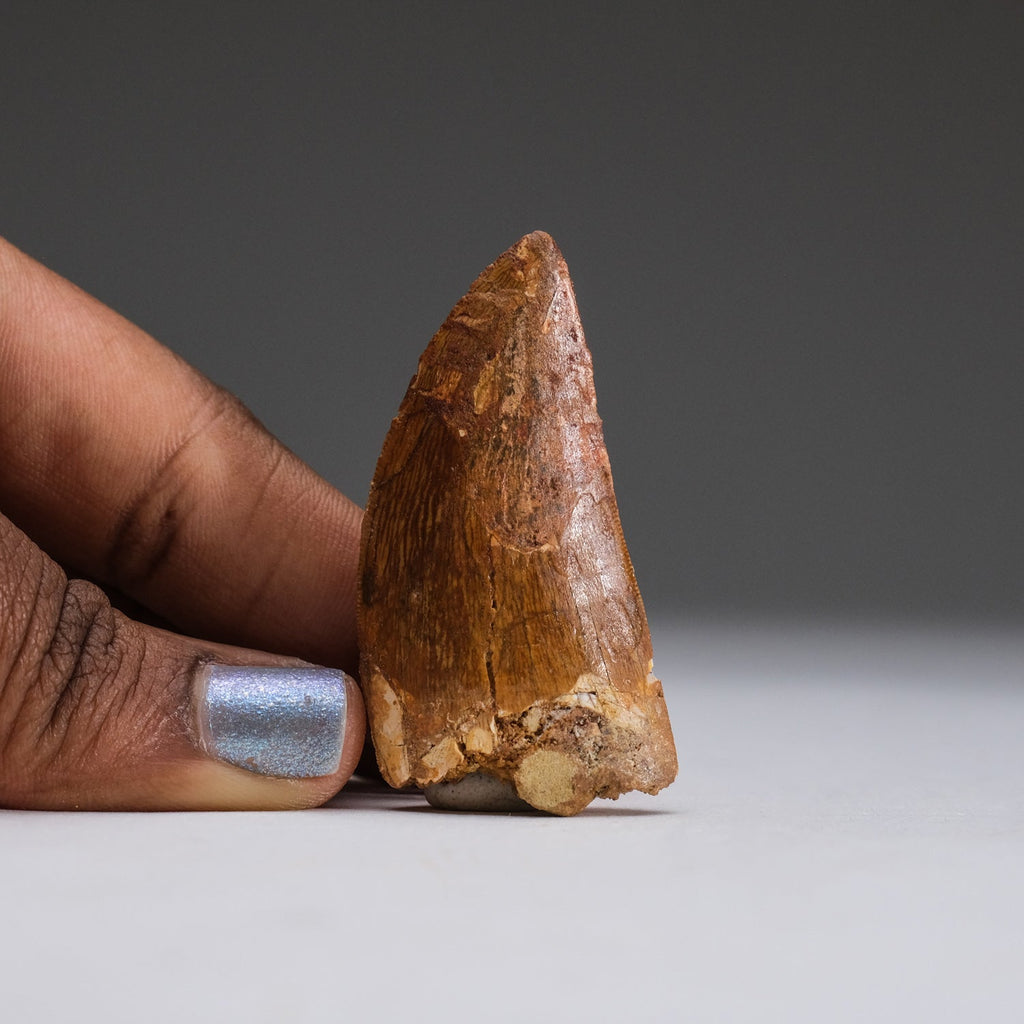 Genuine Carcharodontosaurus Tooth in Display Box (11 grams)