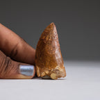 Genuine Carcharodontosaurus Tooth in Display Box (11 grams)