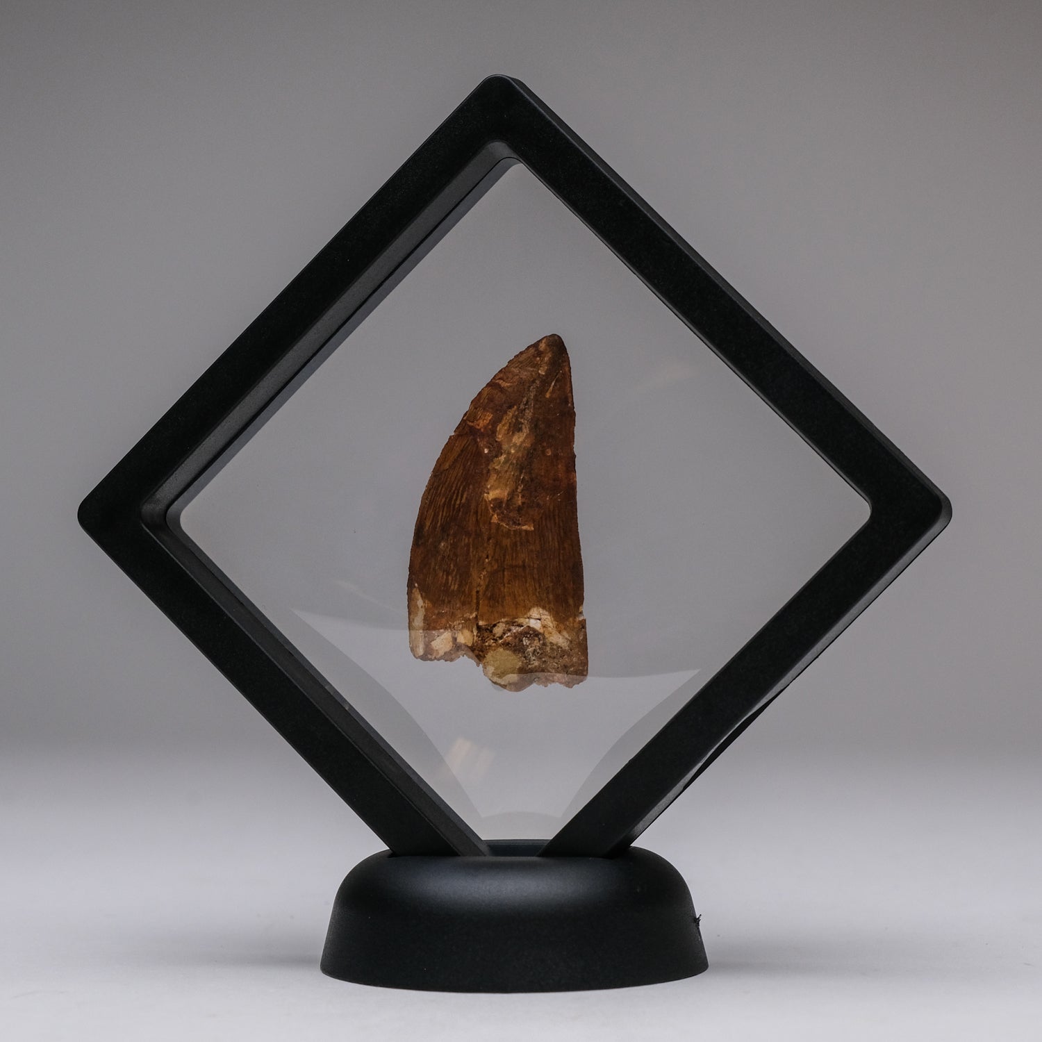 Genuine Carcharodontosaurus Tooth in Display Box (11 grams)