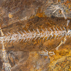 Genuine Liaoxitriton Fossil Plate // V.1