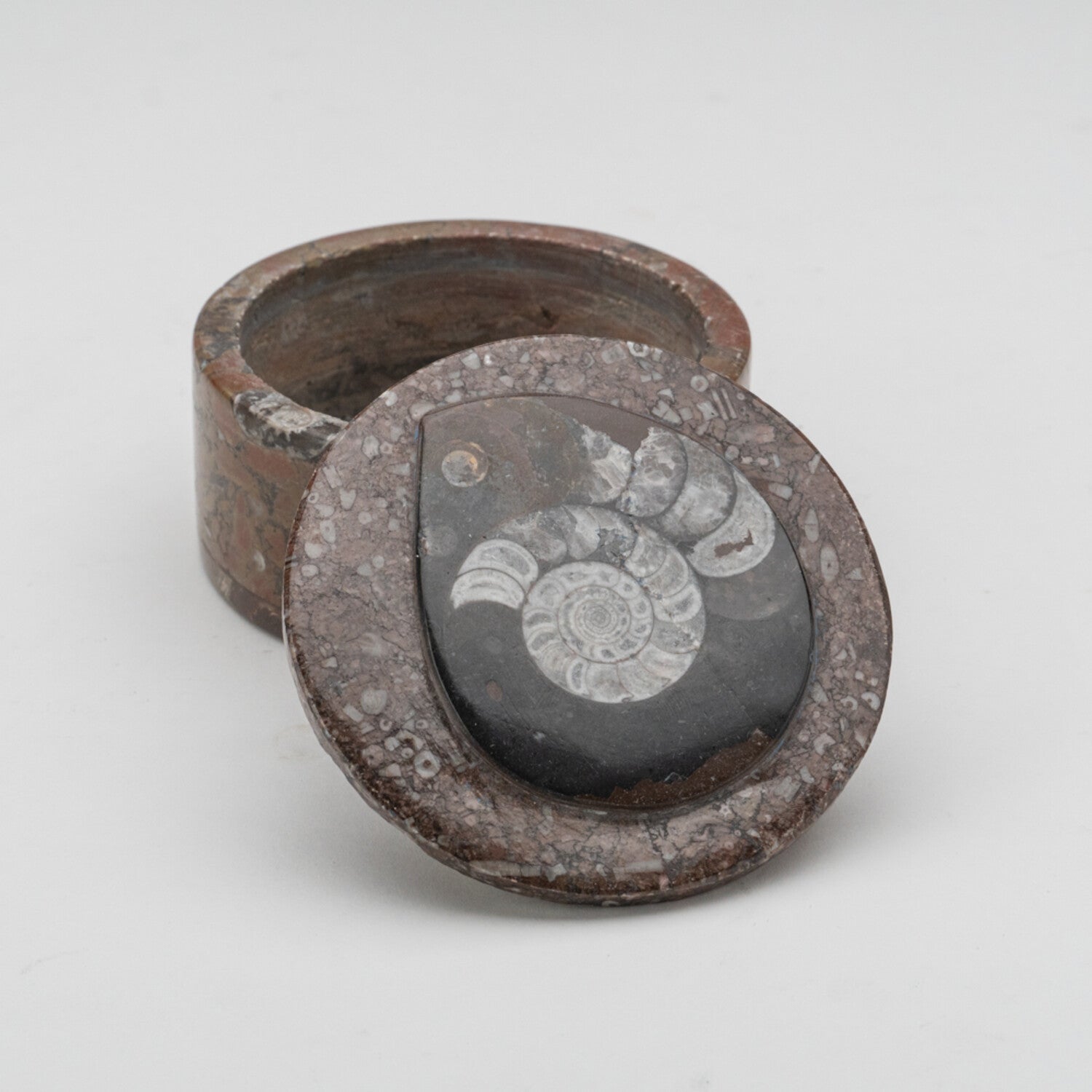 Ammonite and Orthoceras Fossil Round Box