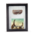 Apatosaurus Bone - Classic Riker Display Case Fragment
