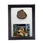Hadrosaur Bone