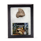 Hadrosaur Bone