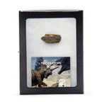 Triceratops Bone
