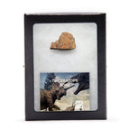 Triceratops Bone