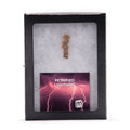 Petrified Lightning - Saharan Fulgurite Riker Box Specimen