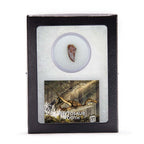 Phytosaur Teeth - Classic Riker Box Specimens