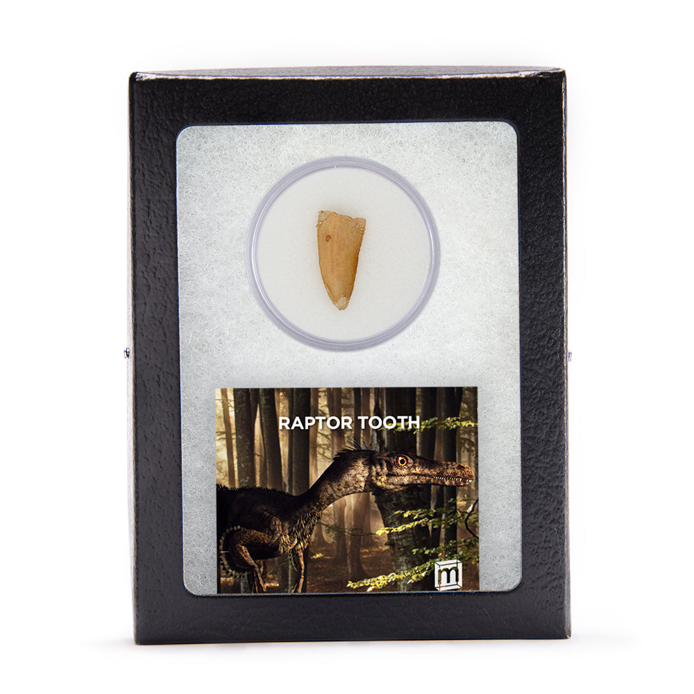 Raptor Tooth