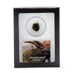 Triceratops Tooth