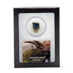Triceratops Tooth