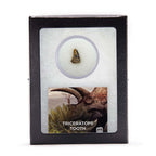 Triceratops Tooth