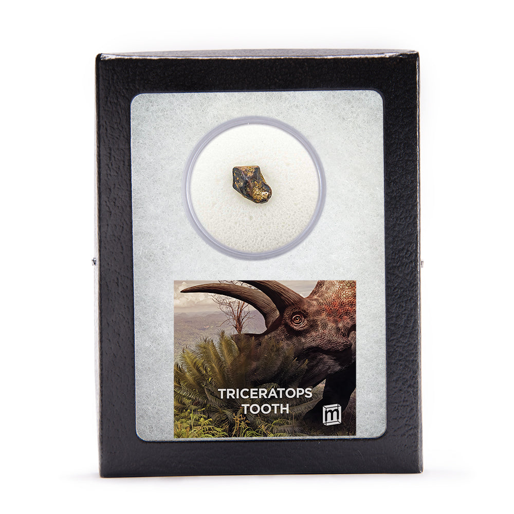 Triceratops Tooth