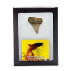 Fossil White Shark Tooth