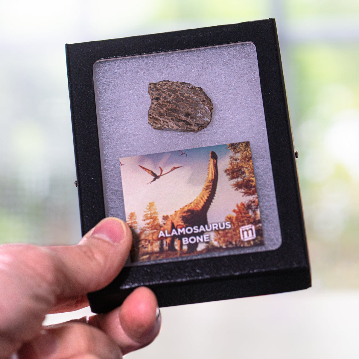 Alamosaurus Bone - Classic Riker Display Case Fragment