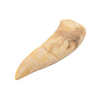 Aquatic Adventures Mini Museum Mystery Box - Series #1 - Ocean Fossils