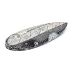 Aquatic Adventures Mini Museum Mystery Box - Series #1 - Ocean Fossils