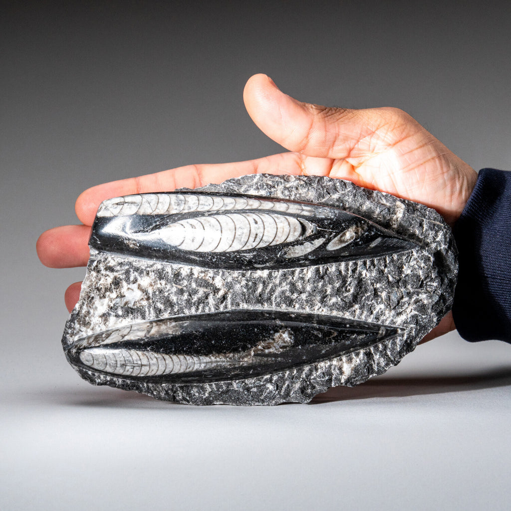 Genuine Orthoceros Plate, Two Species, With Acrylic Display Stand