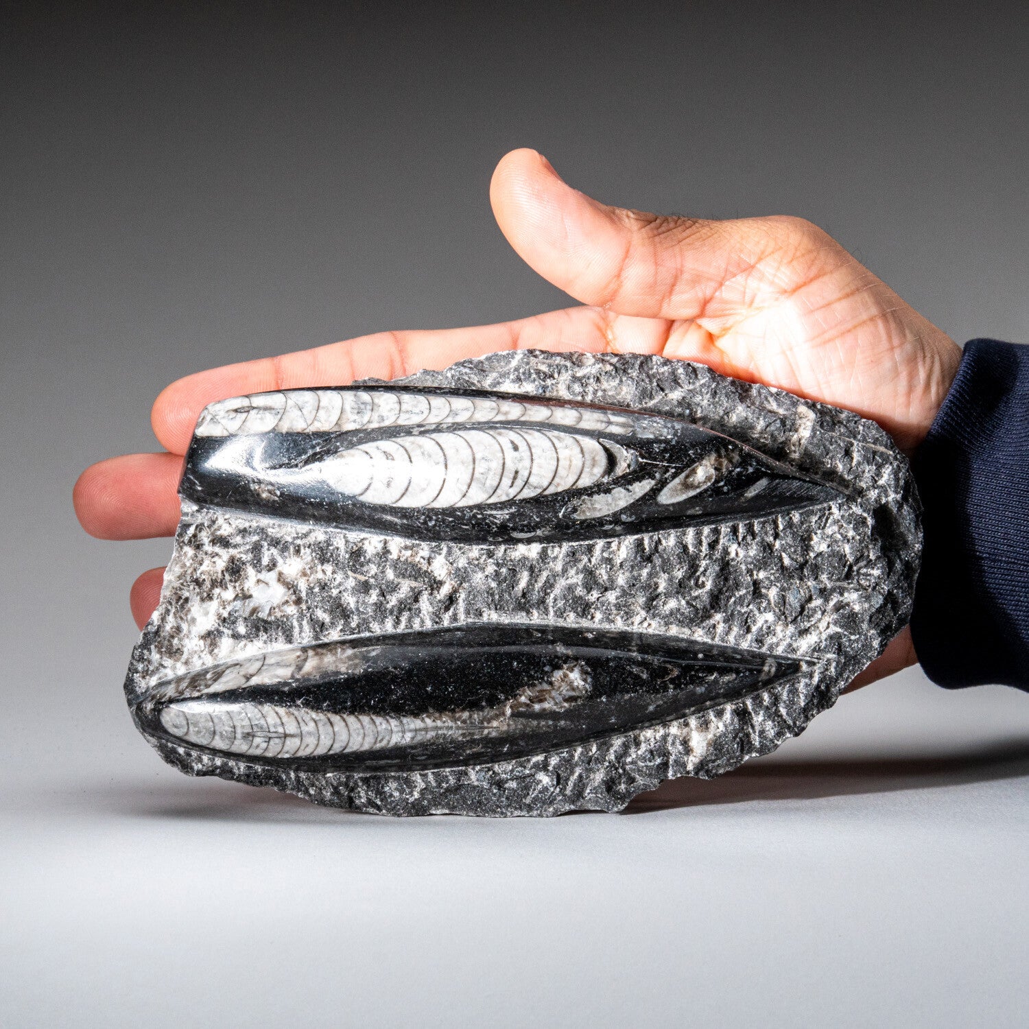 Genuine Orthoceros Plate, Two Species, With Acrylic Display Stand