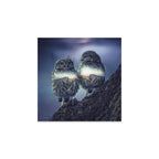 Owl Twins Print On Acrylic Glass by Paul Haag
