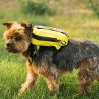 Walk-On with Harness & Storage // Yellow