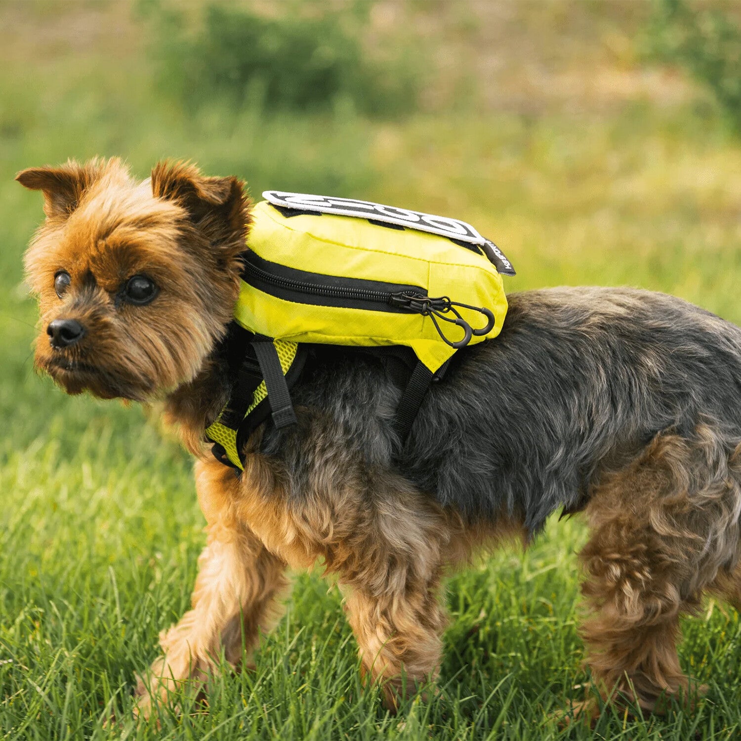 Walk-On with Harness & Storage // Yellow