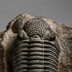 Genuine Drotops Megalomanicus Trilobite On Matrix // 3.3 Lbs.