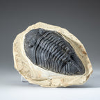 Genuine Single Metacanthina Issoumourensis Trilobite Fossil In Matrix // Large