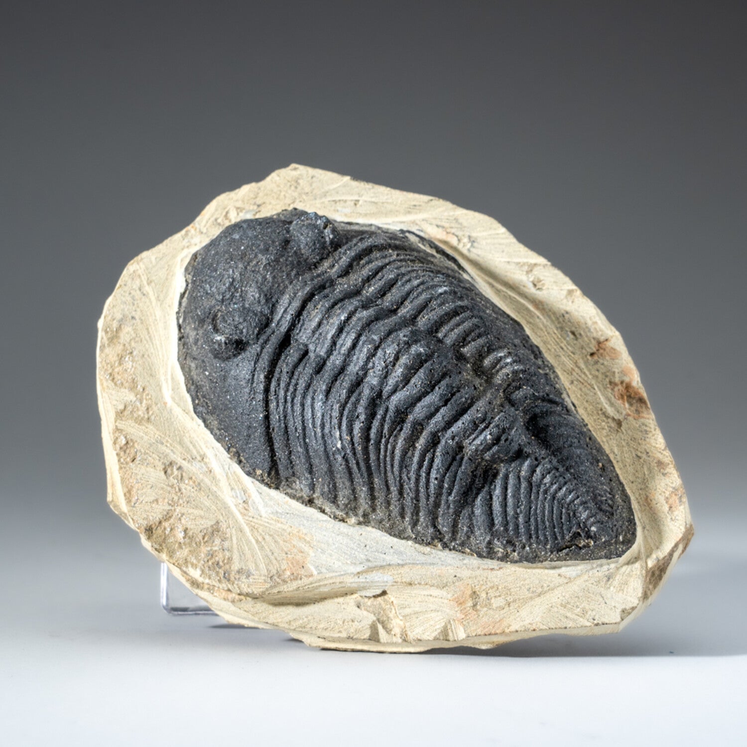 Genuine Single Metacanthina Issoumourensis Trilobite Fossil In Matrix // Large