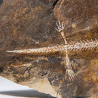 Genuine Liaoxitriton Fossil Plate // V.1