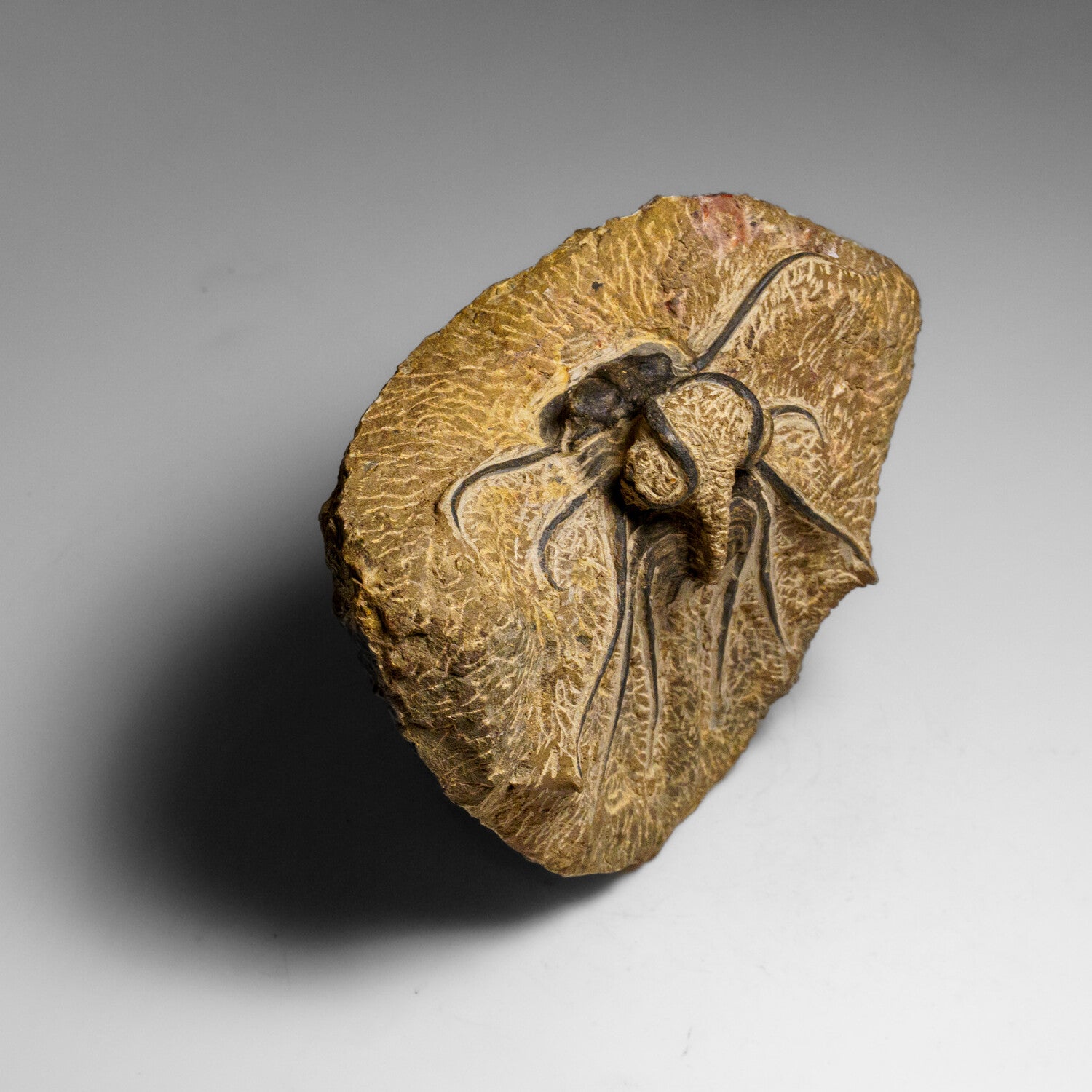 Genuine  Dicranurus Monstrosus Trilobite On Matrix // 2.5 Lbs.