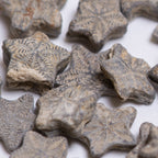 Crinoid "Feather Stars" Columnal Segments