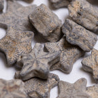 Crinoid "Feather Stars" Columnal Segments