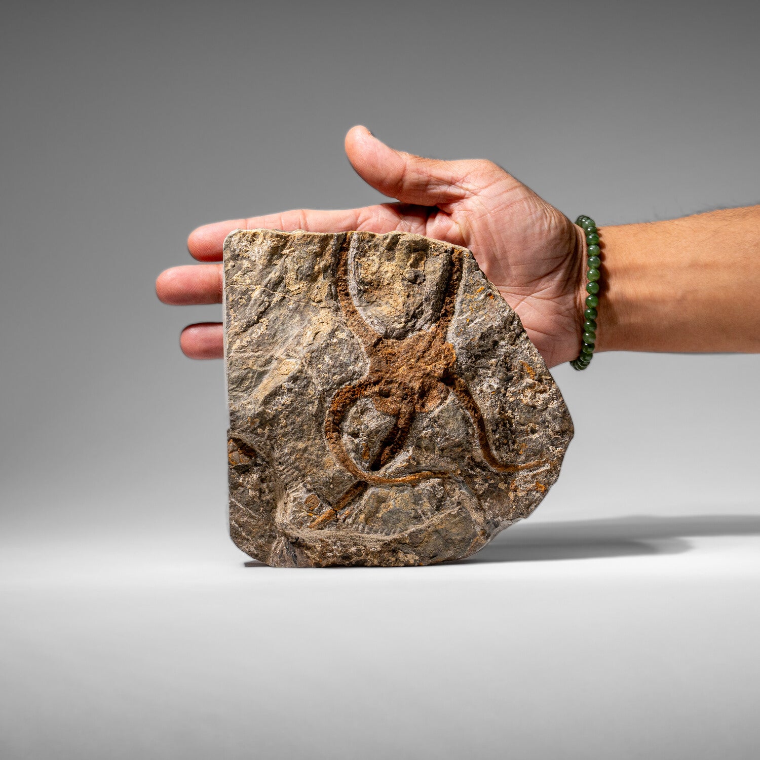 Genuine Ophiuroidea Brittle Star Fossil // 2.35 Lbs.