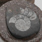Ammonite and Orthoceras Fossil Round Box