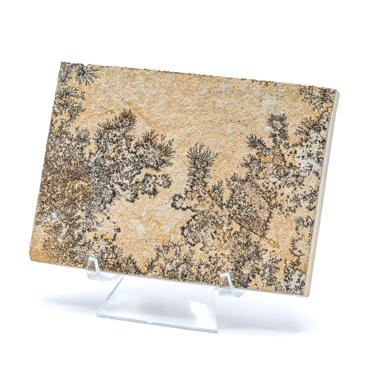 Dendrite Crystal Portraits