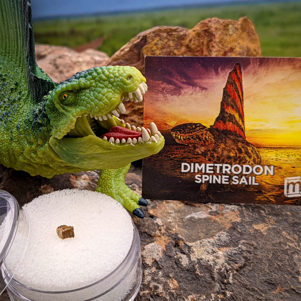 Dimetrodon Spine Sail Fragments
