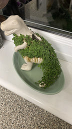 T-Rex Dinosaur Ceramic Planter - Sprouting Chia Pet Plant Pot - Gift Republic