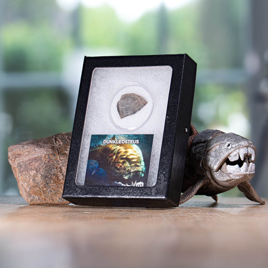 Dunkleosteus - Skull Fossil Fragment