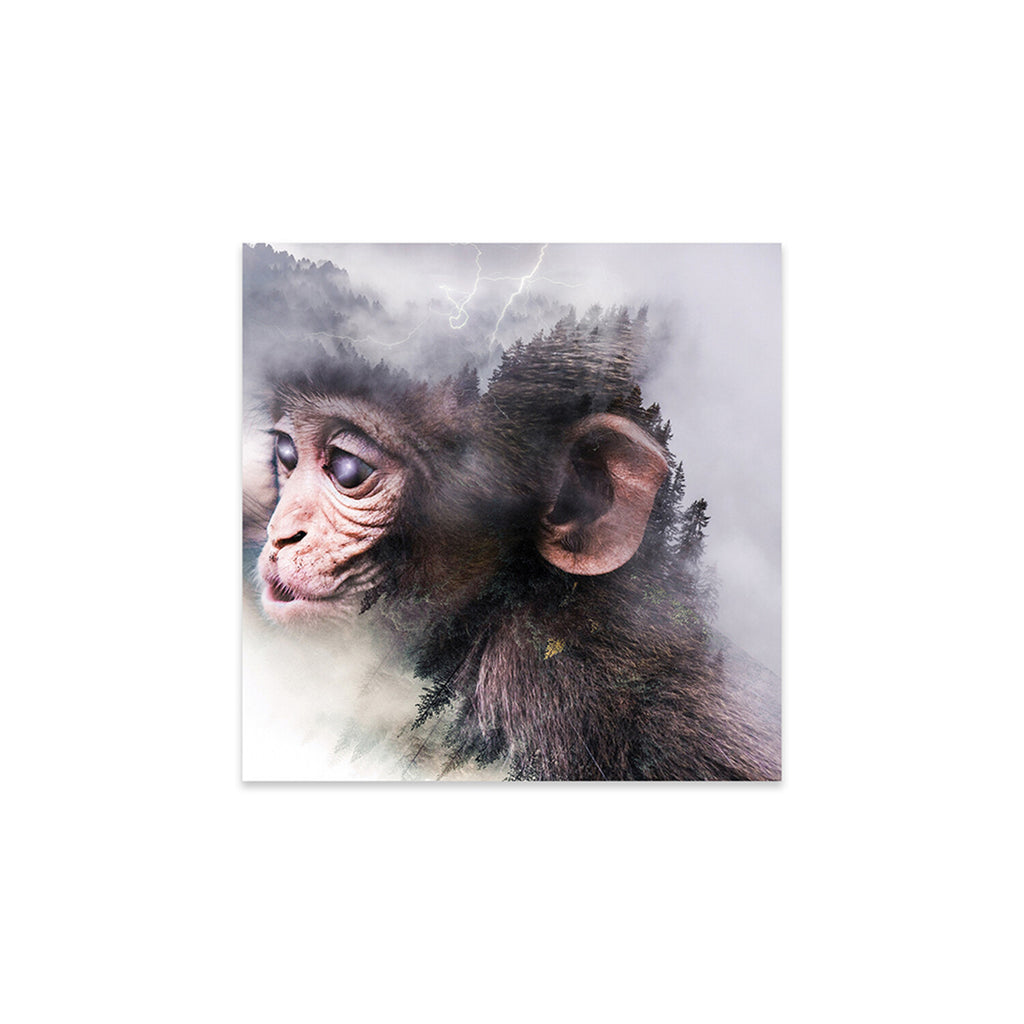 Monkey Print On Acrylic Glass by Paul Haag