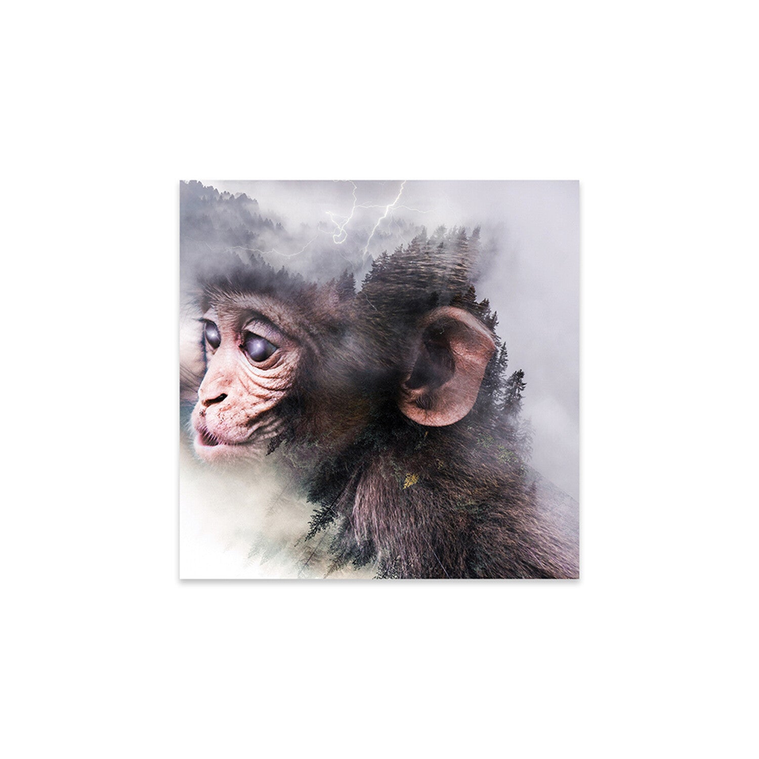 Monkey Print On Acrylic Glass by Paul Haag