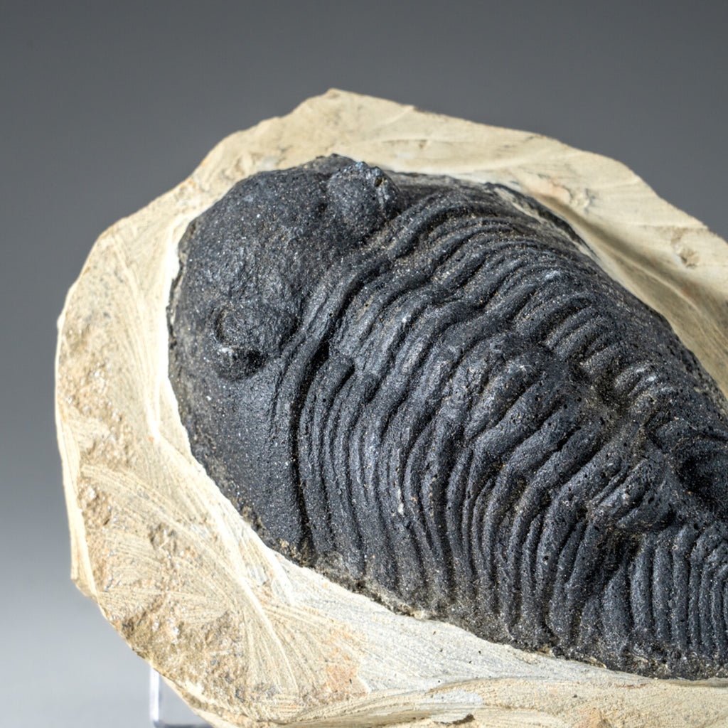 Genuine Single Metacanthina Issoumourensis Trilobite Fossil In Matrix // Large