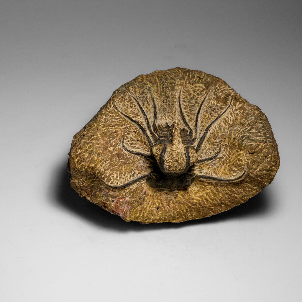 Genuine  Dicranurus Monstrosus Trilobite On Matrix // 2.5 Lbs.