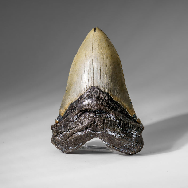 Genuine Megalodon Shark Tooth In Display Box // V.2