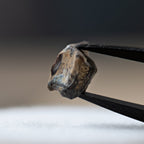 Edmontosaurus Tooth