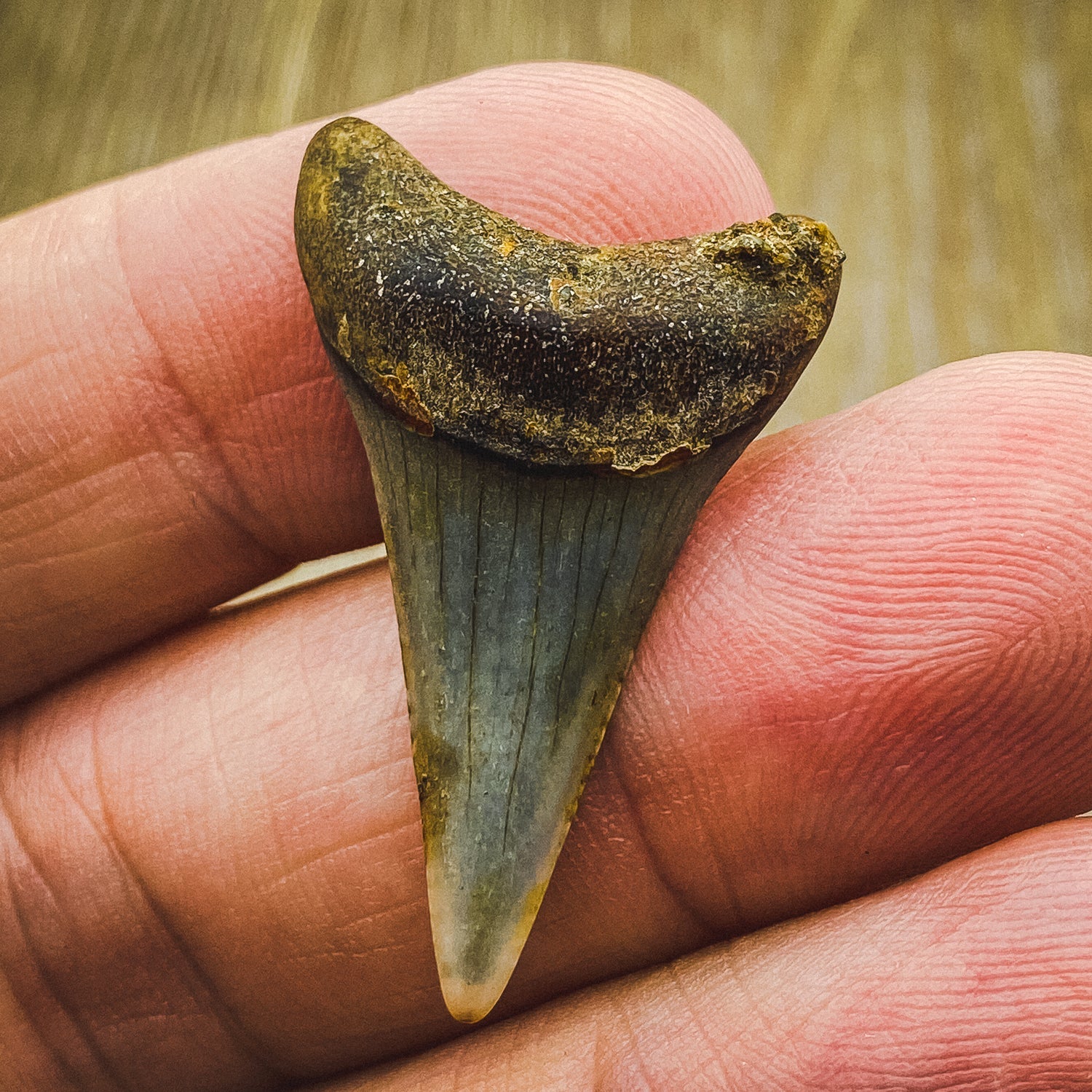 Fossil White Shark Tooth