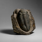 Genuine Drotops Megalomanicus Trilobite On Matrix // 3.3 Lbs.
